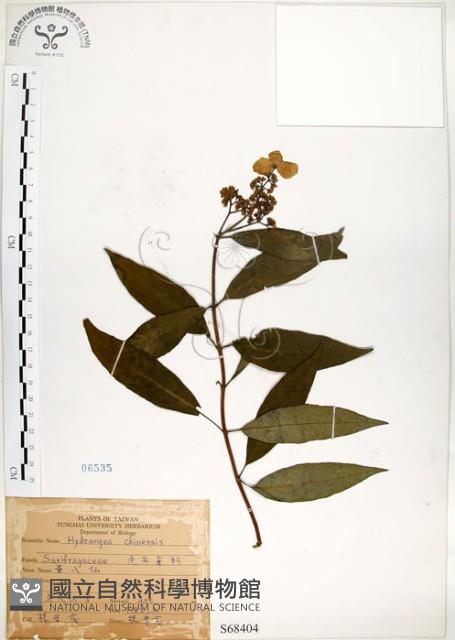 華八仙藏品圖，第1張
