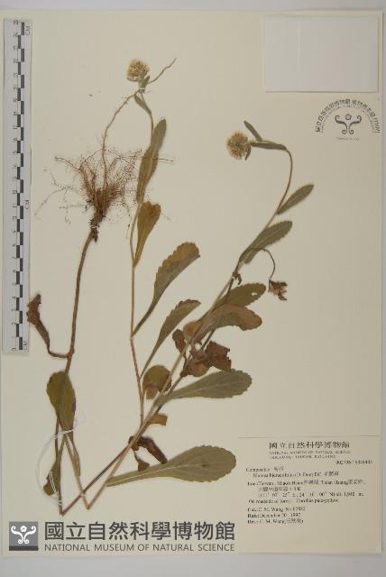 毛將軍藏品圖，第1張