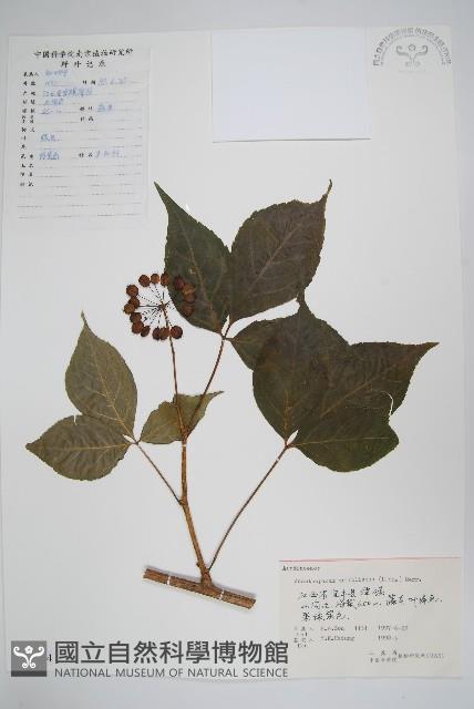 三葉五加、三加皮藏品圖，第1張