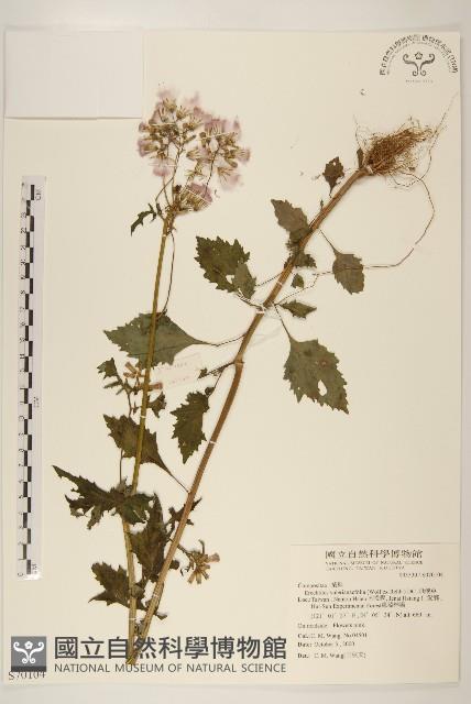 飛機草藏品圖，第1張