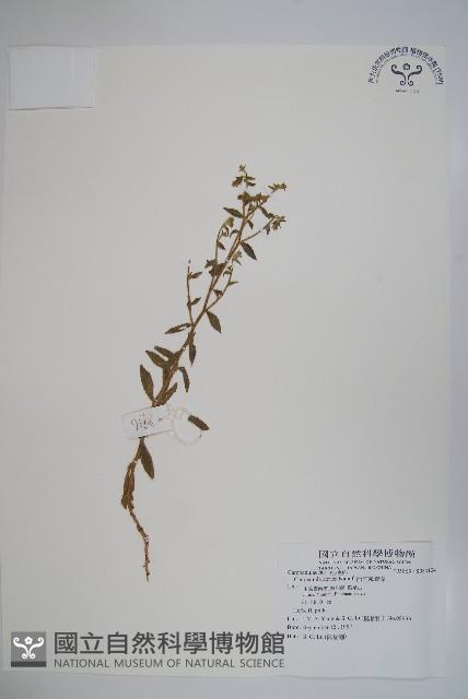 西南風鈴草藏品圖，第1張