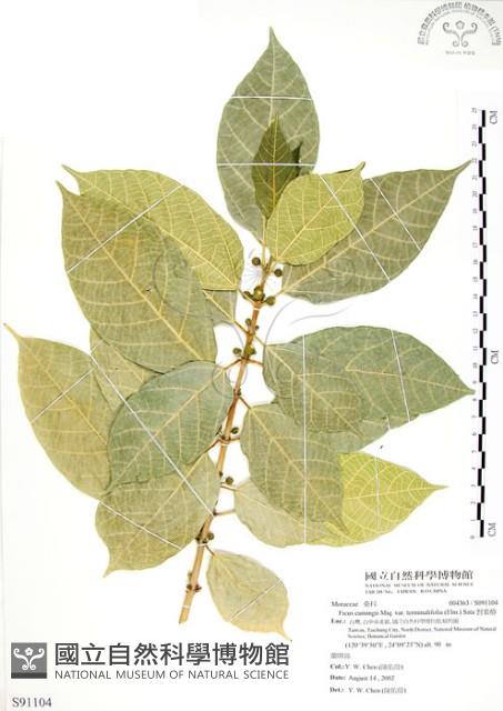 對葉榕藏品圖，第1張