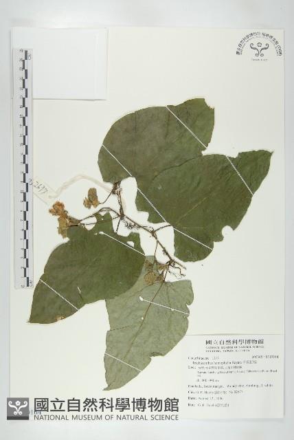 芋葉括樓藏品圖，第1張