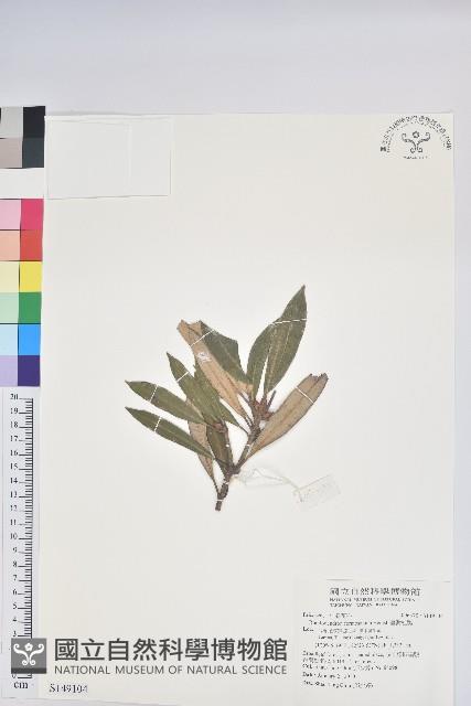 臺灣杜鵑藏品圖，第1張