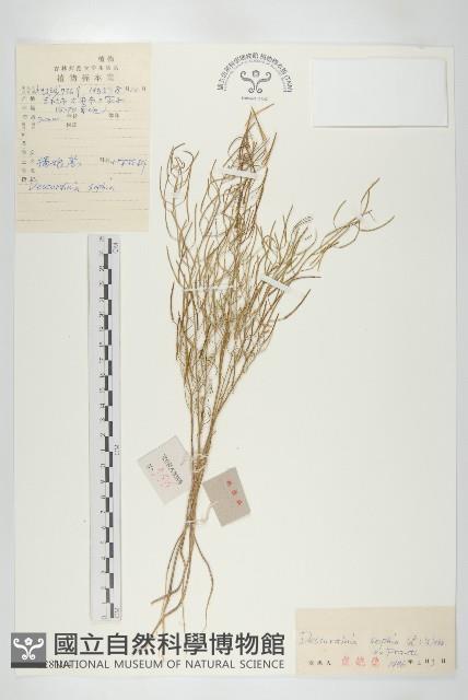 播娘蒿藏品圖，第1張