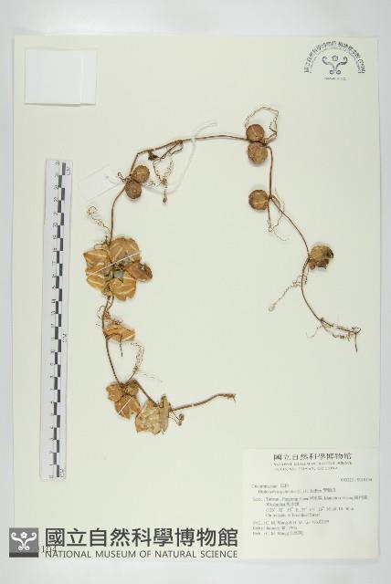 雙輪瓜藏品圖，第1張