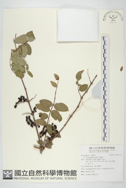 馬桑藏品圖，第1張