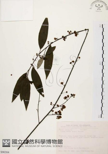 山胡椒藏品圖，第1張