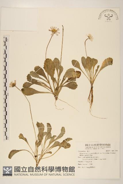 福山氏飛蓬藏品圖，第1張