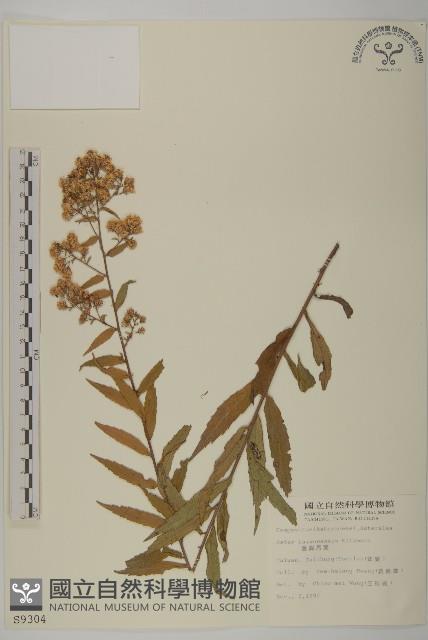 臺灣馬蘭藏品圖，第1張