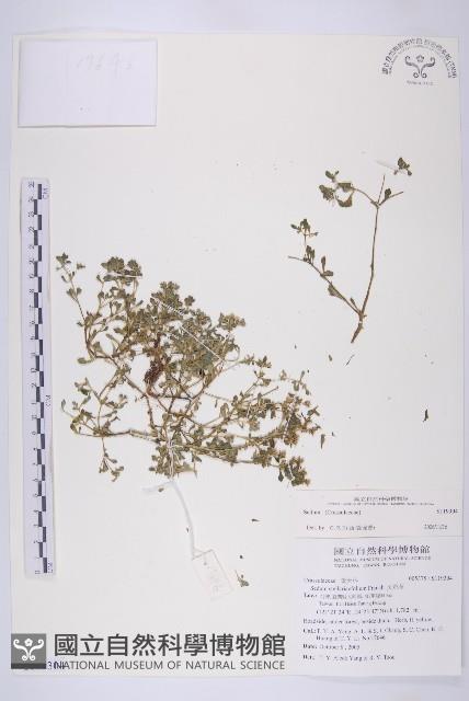 登錄號:S119304藏品圖，第1張