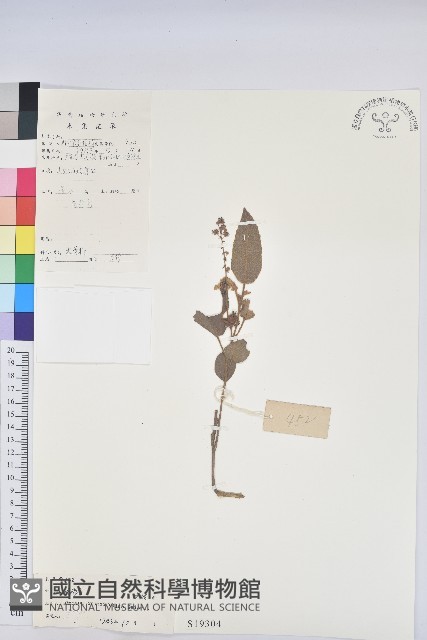 雞骨香藏品圖，第1張