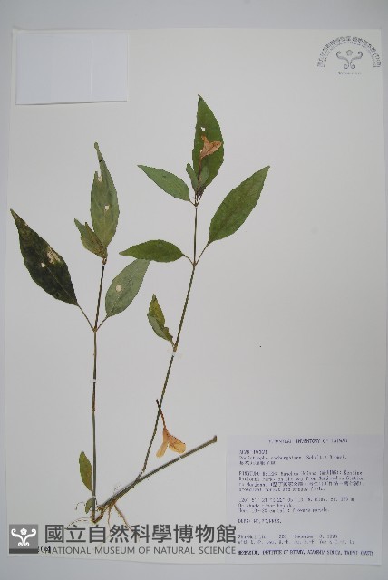 長花九頭獅子草、山藍藏品圖，第1張
