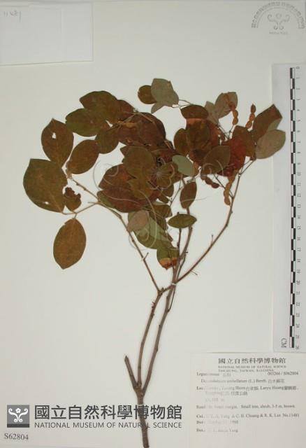 白木蘇花藏品圖，第1張