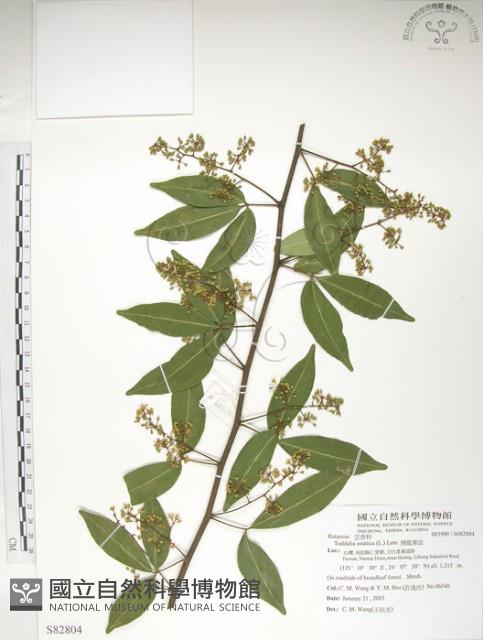 飛龍掌血藏品圖，第1張