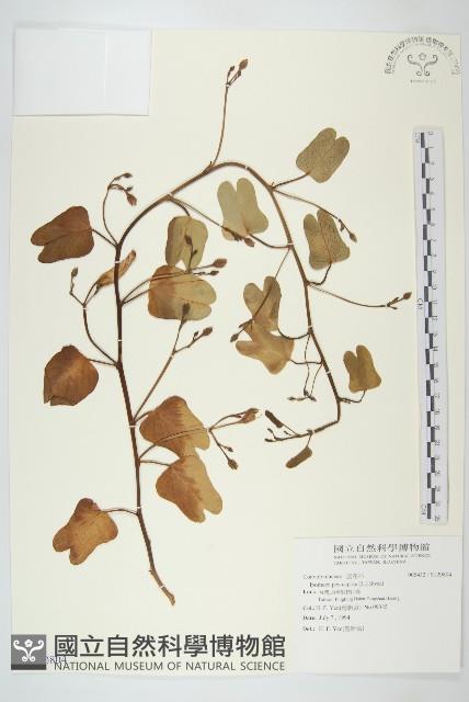 登錄號:S120804藏品圖，第1張