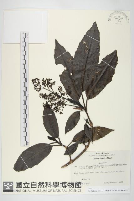 東瀛珊瑚藏品圖，第1張