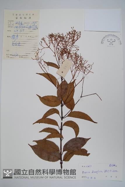 帘子藤藏品圖，第1張