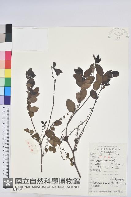 青灰葉下珠藏品圖，第1張