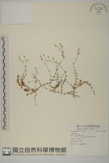 登錄號:S091804藏品圖，第1張