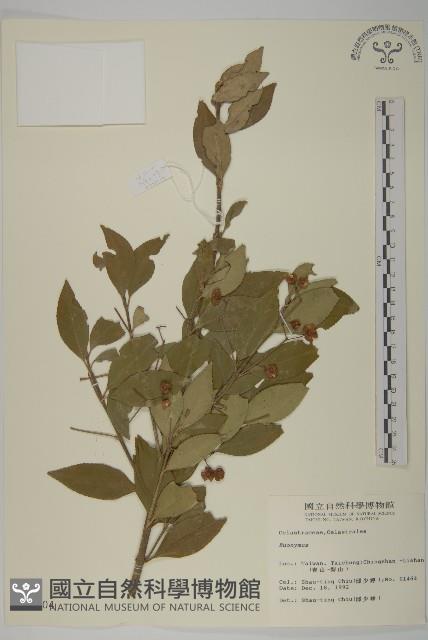 登錄號:S009804藏品圖，第1張