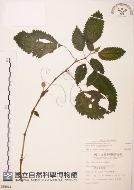 長梗盤花麻藏品圖，第1張