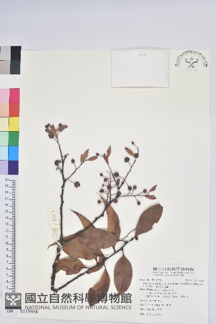 珍珠花、長尾葉越橘藏品圖，第1張