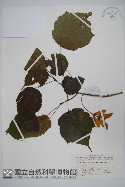 蒿蘋四蕊槭藏品圖，第1張