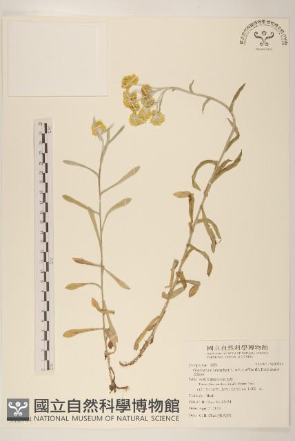 鼠麴草藏品圖，第1張