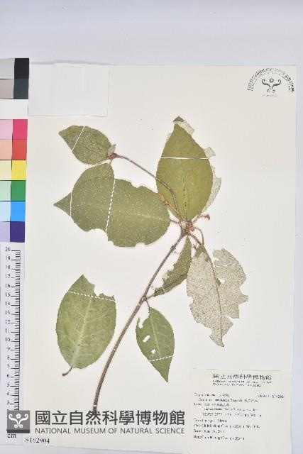 裡白巴豆藏品圖，第1張