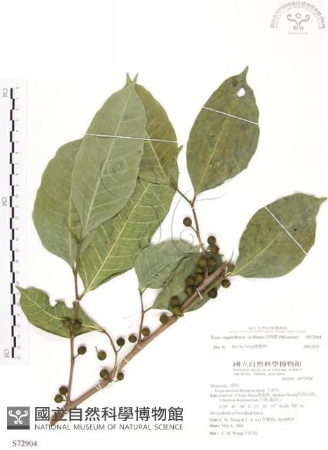 白肉榕藏品圖，第1張