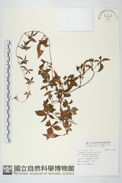 番仔藤藏品圖，第1張