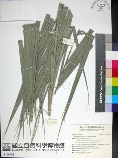 台灣海棗藏品圖，第1張