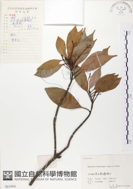 豬腳楠藏品圖，第1張