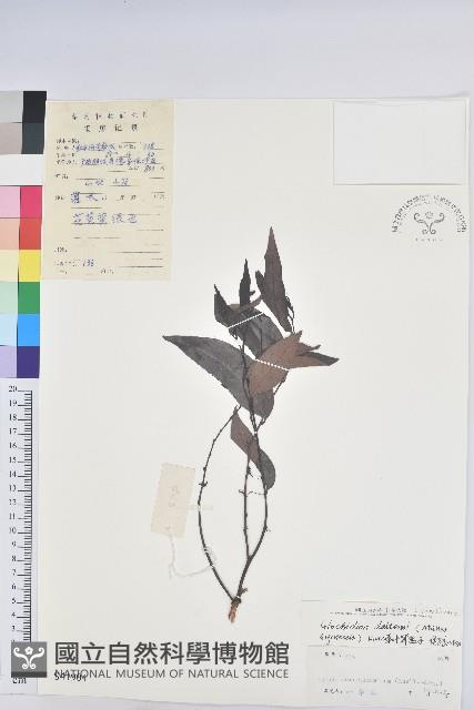 登錄號:S041904藏品圖，第1張