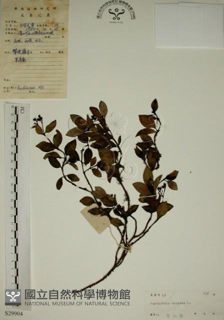 拎壁龍藏品圖，第1張