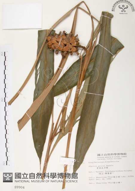 普萊氏月桃、短穗山姜藏品圖，第1張