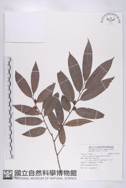 軟毛柿藏品圖，第1張