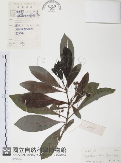 九節木、牛屎烏、青龍吐霧藏品圖，第1張