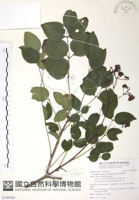 野鴉椿藏品圖，第1張