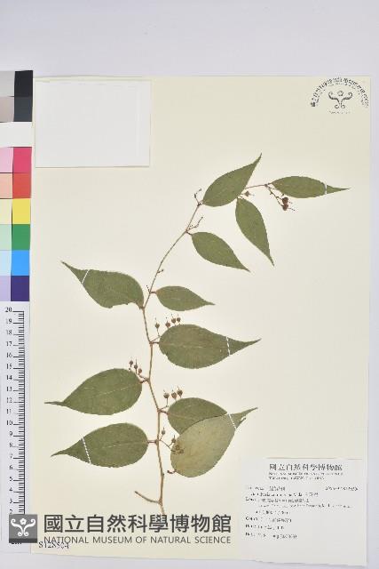 白珠樹藏品圖，第1張