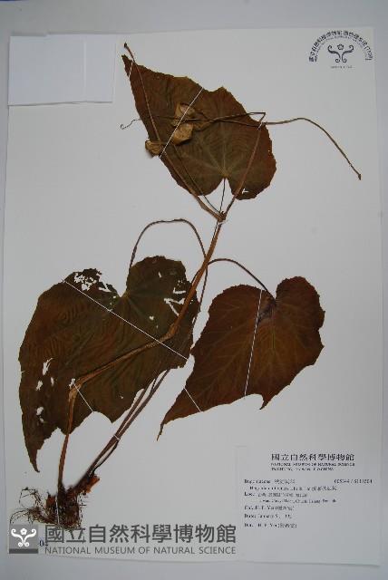 溪頭秋海棠藏品圖，第1張