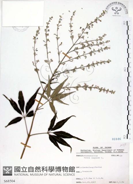 黃荊藏品圖，第1張