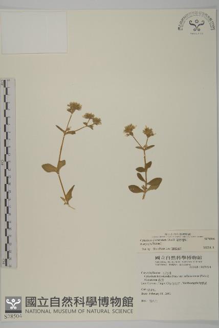 球序卷耳藏品圖，第1張