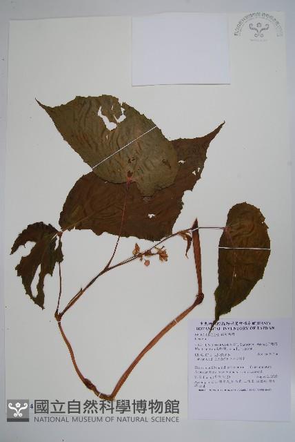 登錄號:S090614藏品圖，第1張