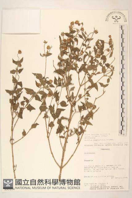 登錄號:S080614藏品圖，第1張