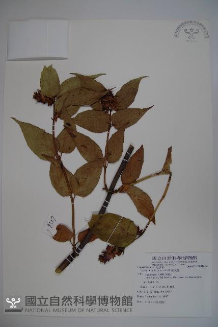 鬼吹簫藏品圖，第1張