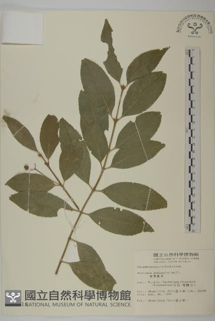 刺果衛矛藏品圖，第1張