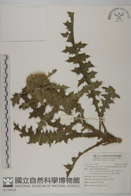 雞觴刺、島薊藏品圖，第1張