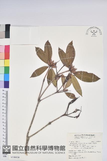 西施花、青紫木藏品圖，第1張